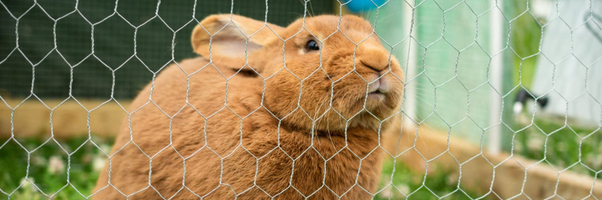 En brun kanin sidder inden i et bur og kigger ud i haven