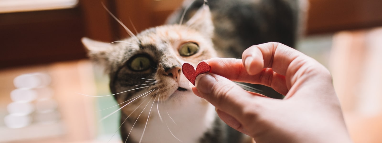 Closeup kat kigger på et papirhjerte i ejerens hånd