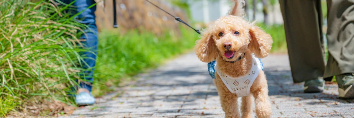 To personer går tur med hund i solen på brosten