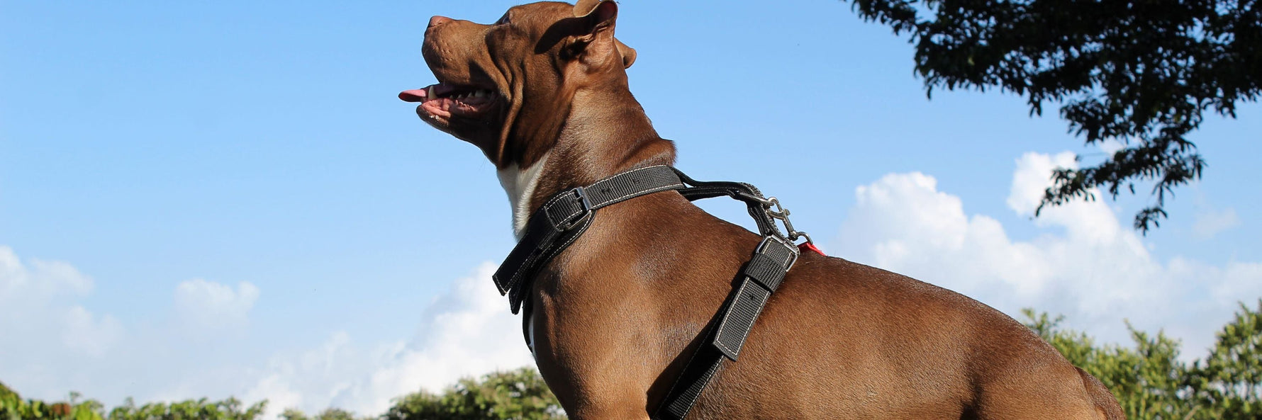 En sød hund, der kigger mod himlen iført en hundesele