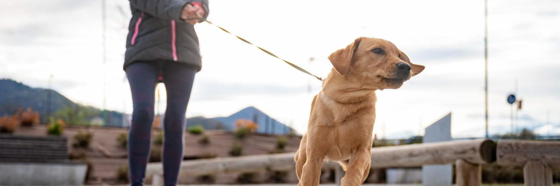 En hund trækker i snoren for at komme hurtigere frem, imens ejeren står stille og prøver at holde hunden tilbage