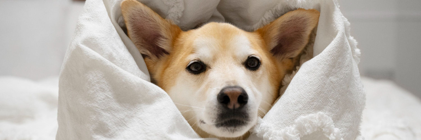 Hund i løbetid: Alt du skal vide om symptomer og pleje