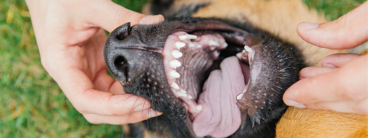 Close-up af schæferhunds åbne mund