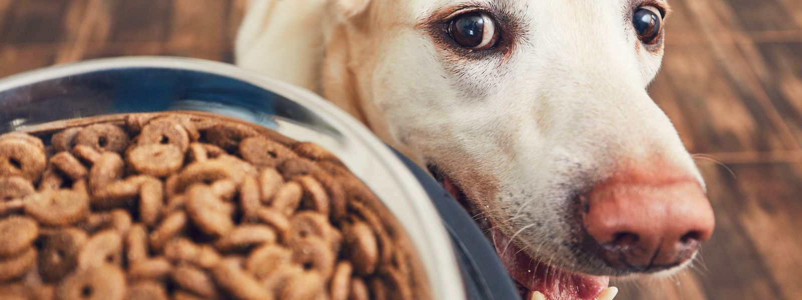 Hund kigger på skål med hundefoder