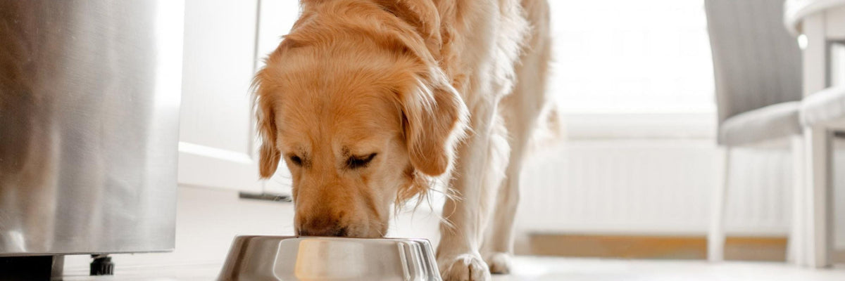 A golden retriever eating from a bowl