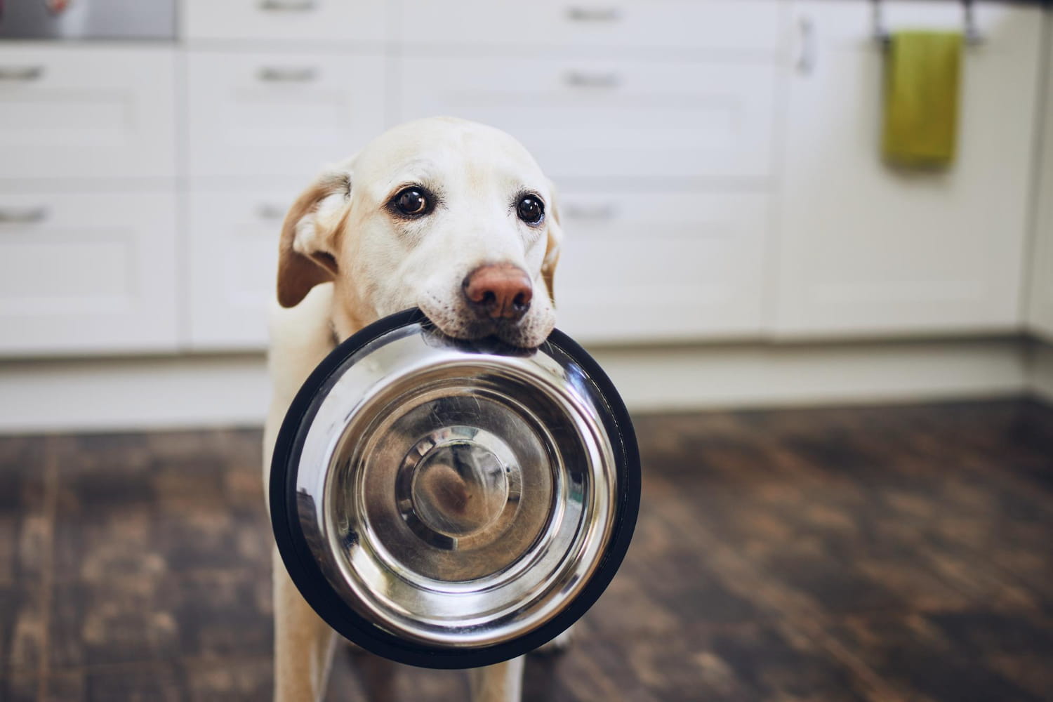 En hund der står med sin tomme madskål i munden
