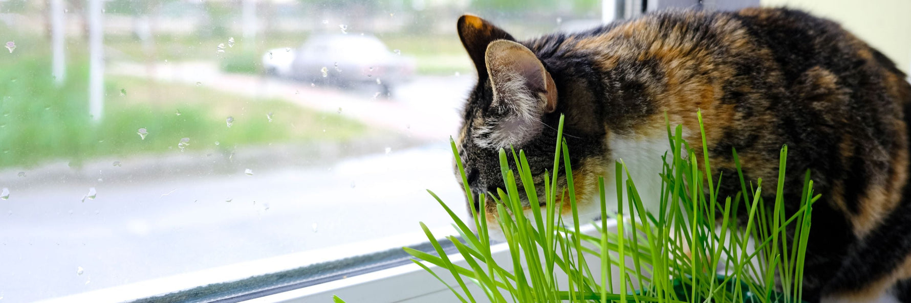 Indendørs kat kigger ud ad vindue med regn på