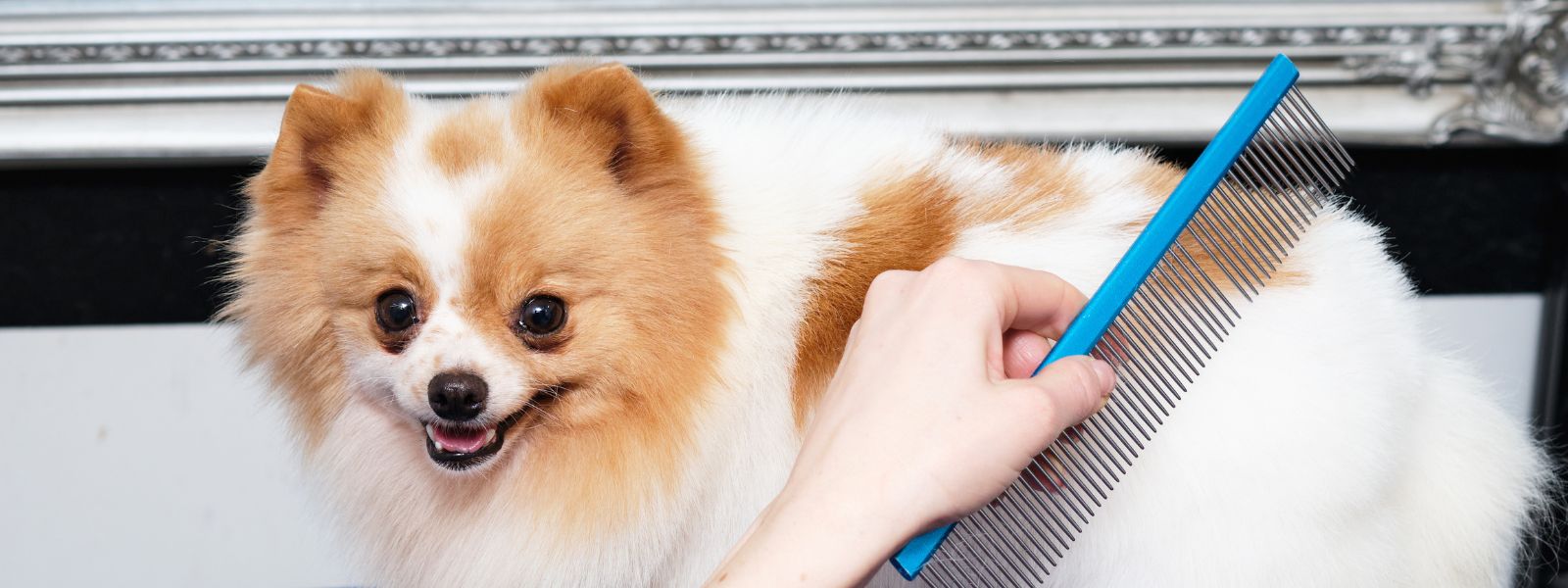 Hvid og orange pomeranian børstet med en kam