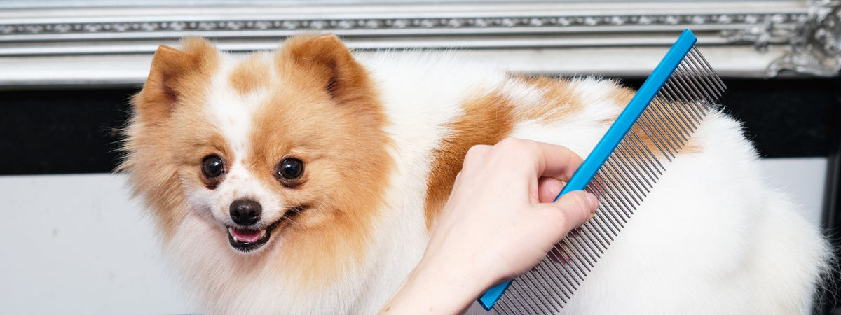Hvid og orange pomeranian børstet med en kam