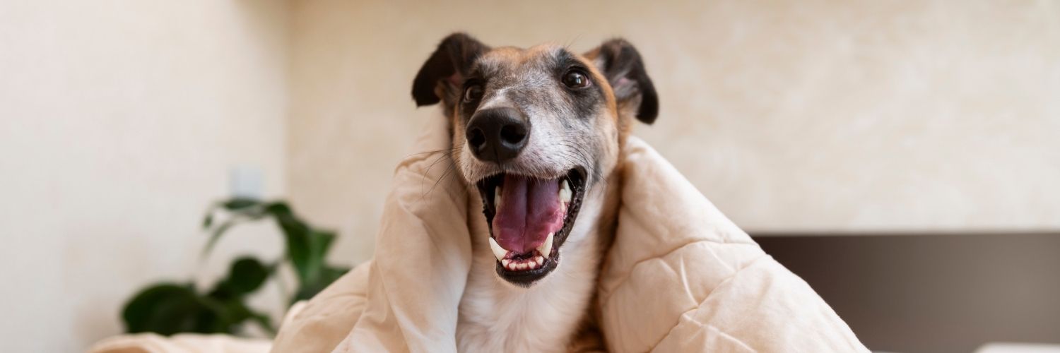 Smilende greyhound alene hjemme under dynen