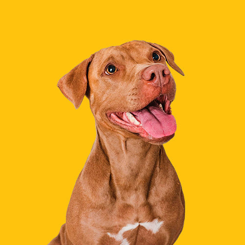 Jolly Paw Outlet | Hund