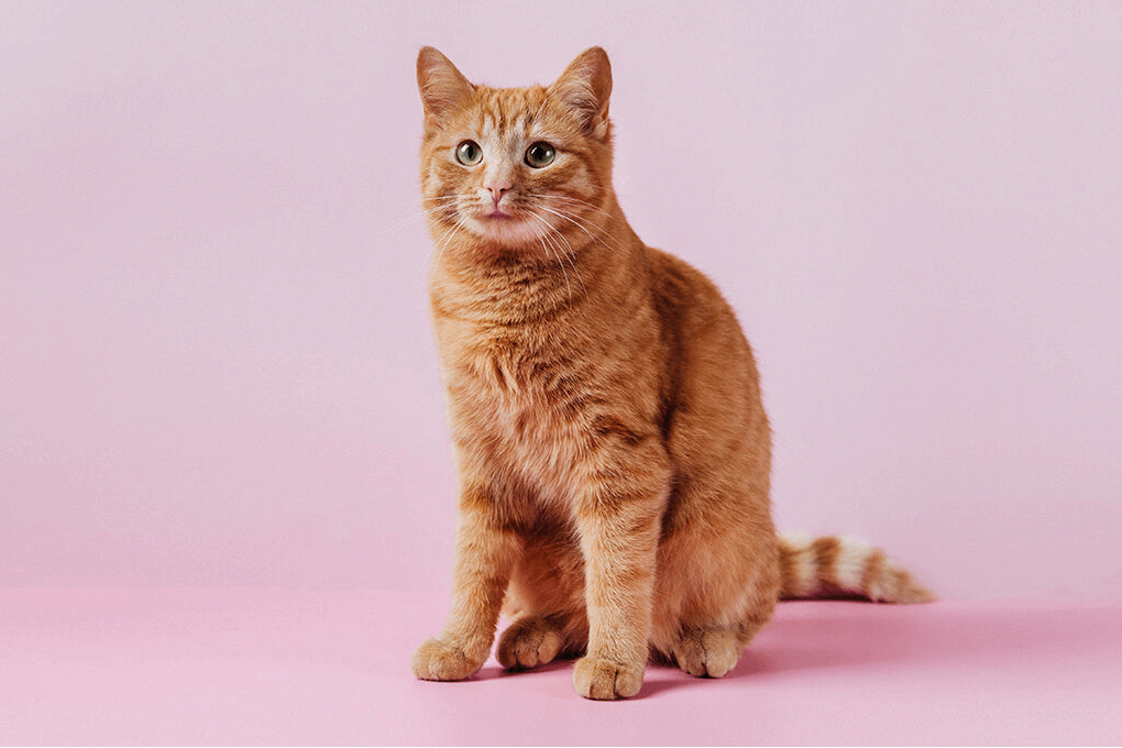 Jolly Paw Outlet | Kat