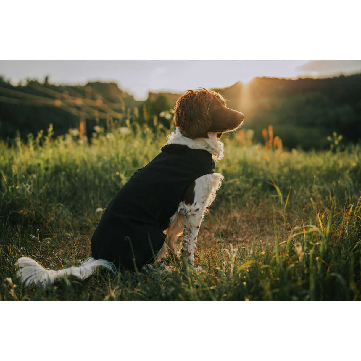 CATAGO Hybrid hundedækken - Sort