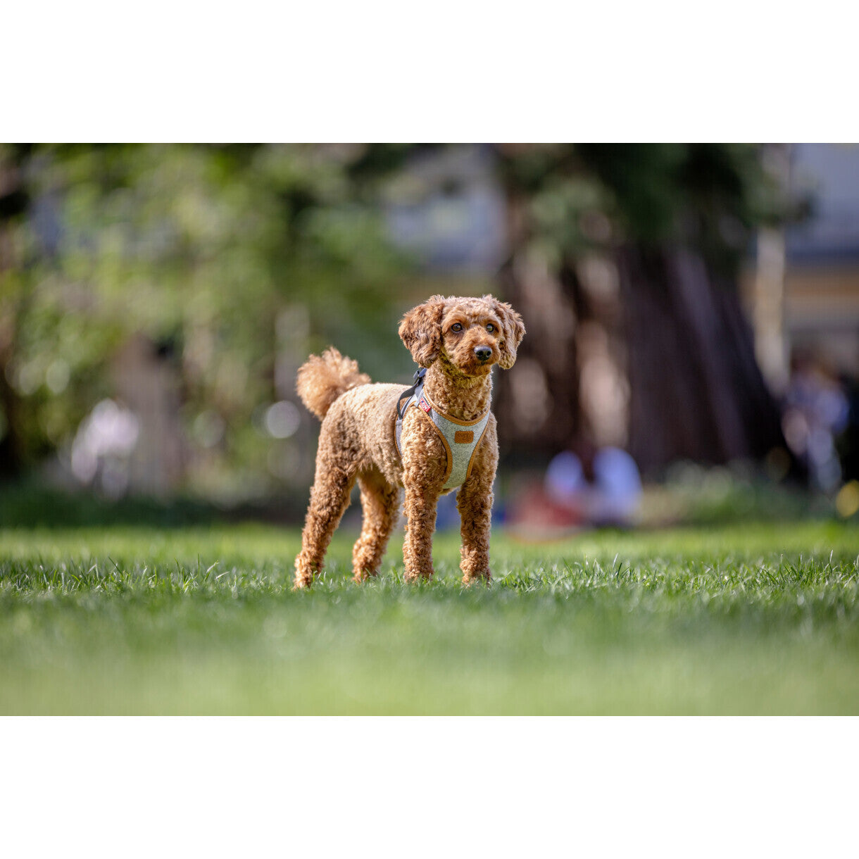 Curli Hundesele Clasp Alpine vestsele