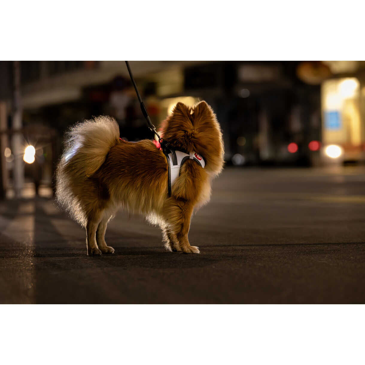 Curli Hundesele Clasp Glow vestsele