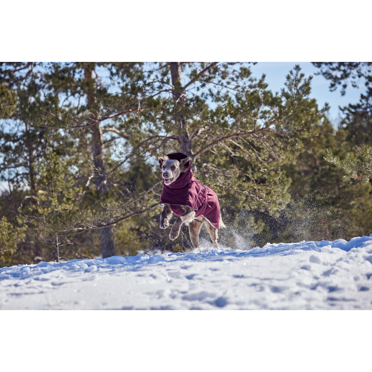 Hurtta Extreme Warmer III ECO hundefrakke - Eggplant