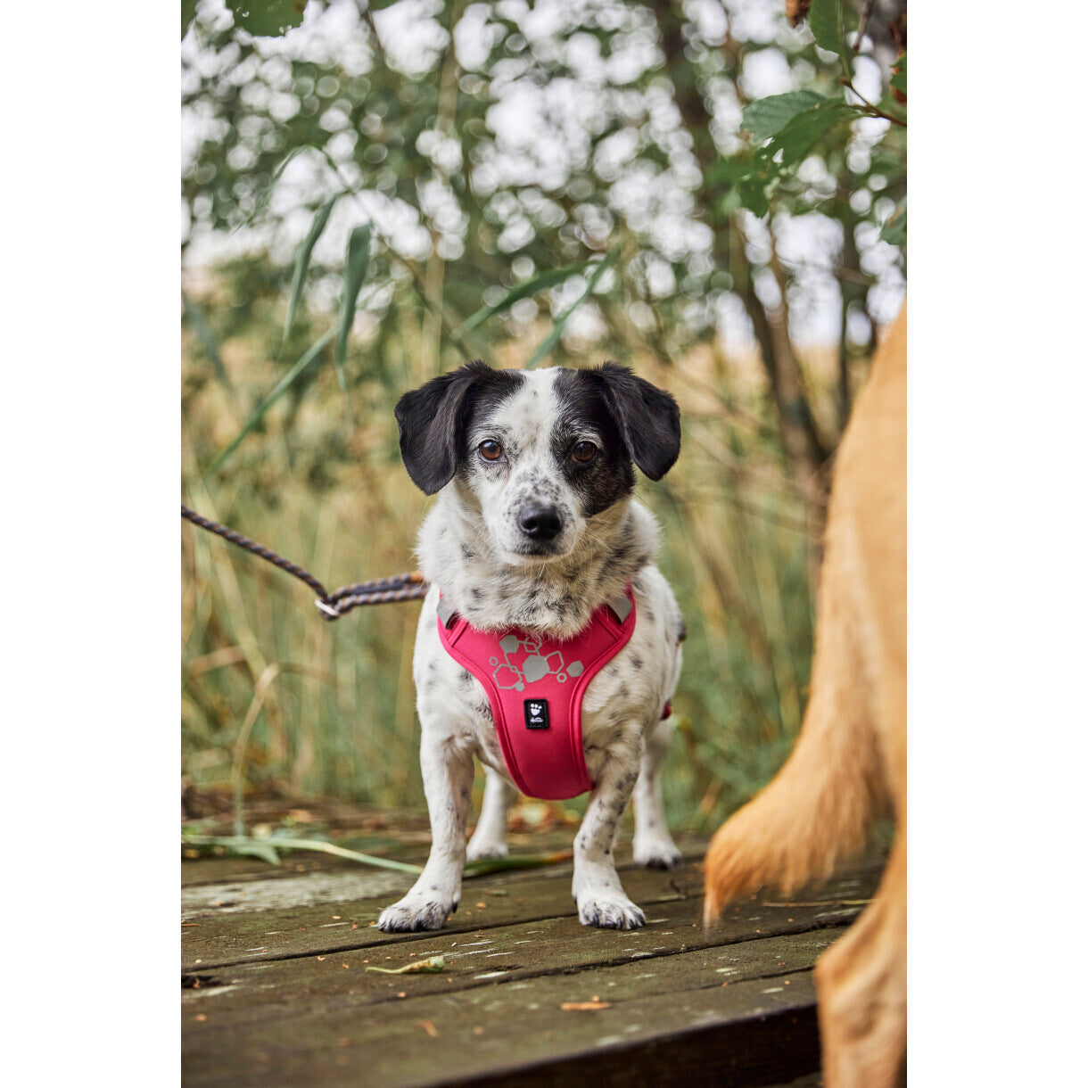 Hurtta Weekend Warrior II ECO hundesele