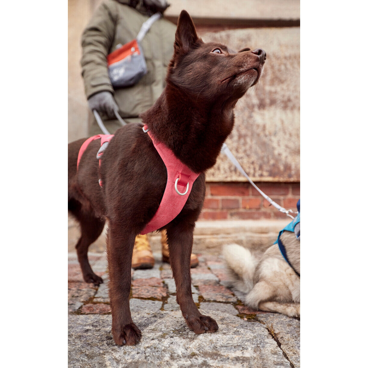 Hurtta Safeguard ECO hundesele