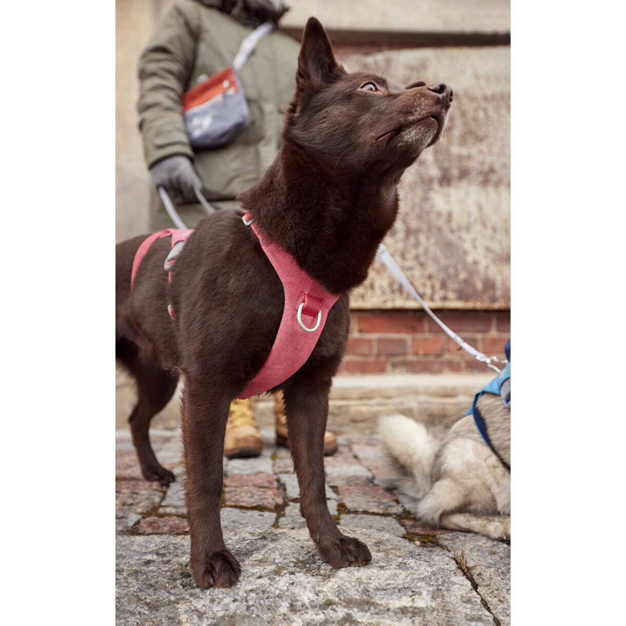 Hurtta Safeguard ECO hundesele