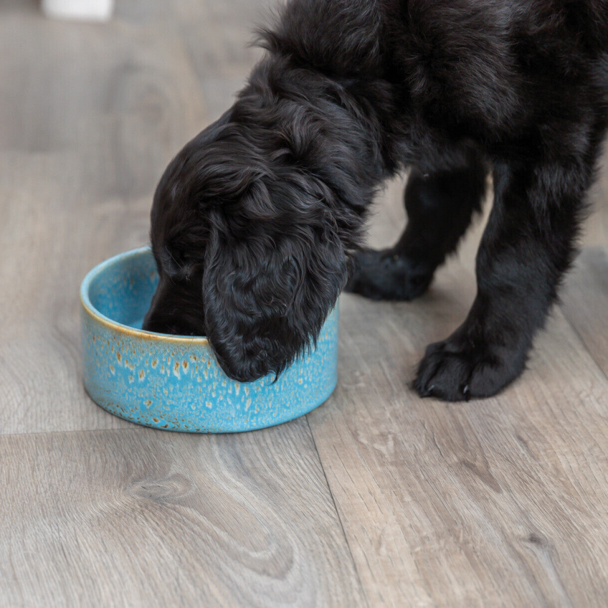 Trixie keramisk hundeskål - blå