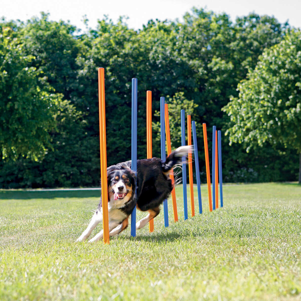 Trixie 12 stk Hunde Agility slalom pinde 115 cm