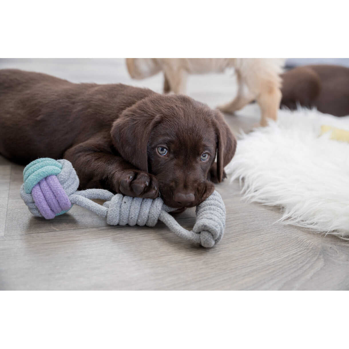 Trixie hundelegetøj Rebbold med håndtag - ø6 cm - 23 cm