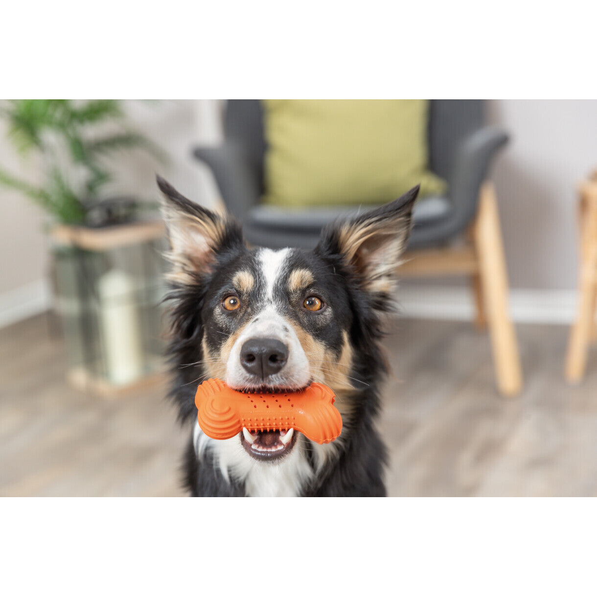 Trixie Hundelegetøj Raslende ben i naturgummi - assorteret farver