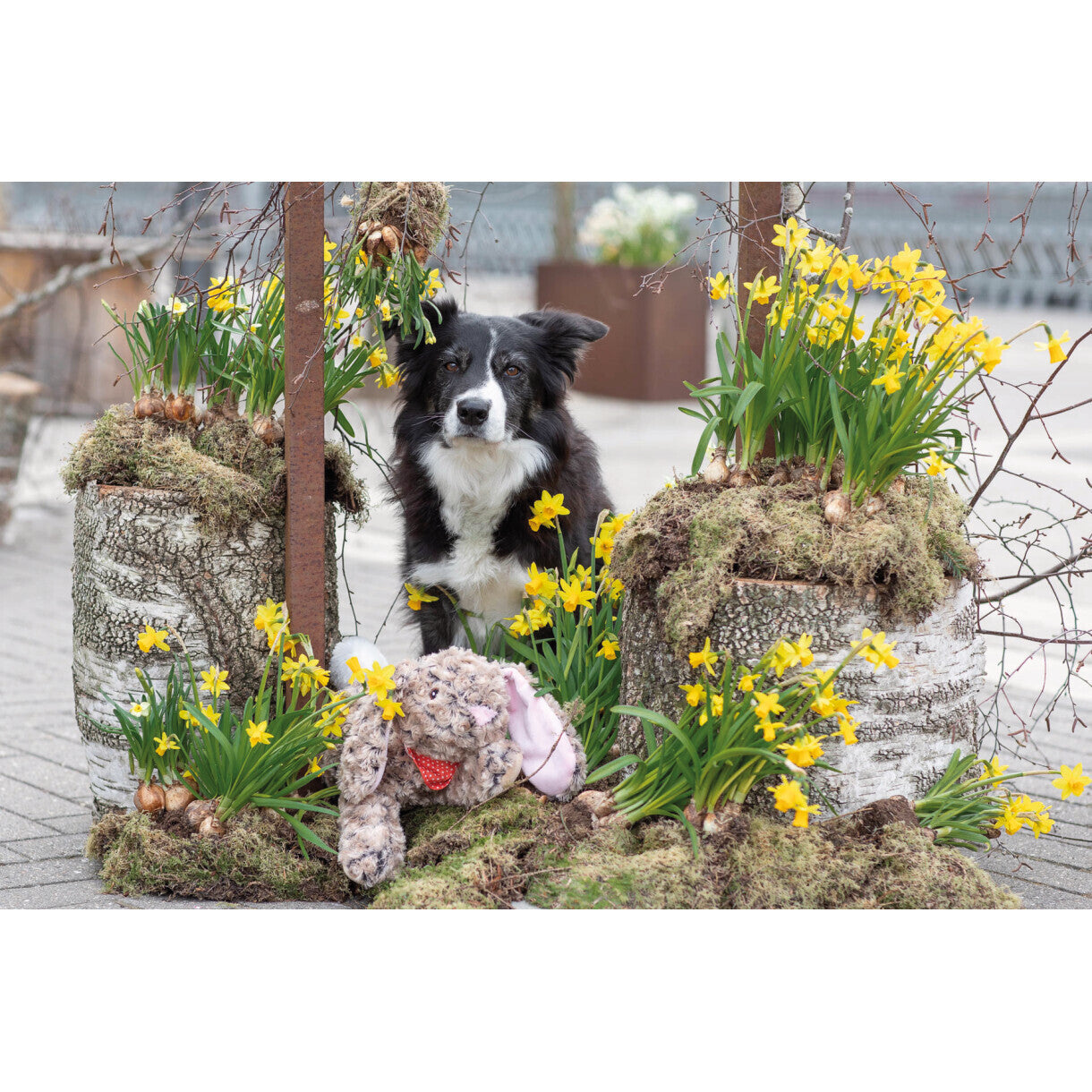 Trixie Hundelegetøj Kanin i plys - 47 cm