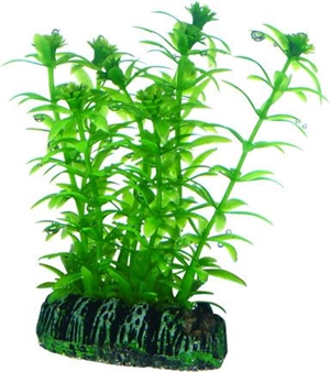 Akvarie plasticplante Lagarosiphon, 7 cm
