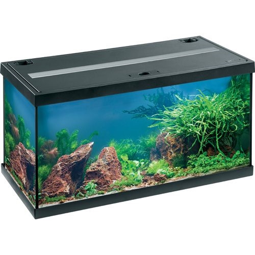 akvarie 54 liter med LED lys sort - startersæt x 31 x 32