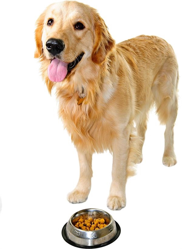 Outlet Hunde