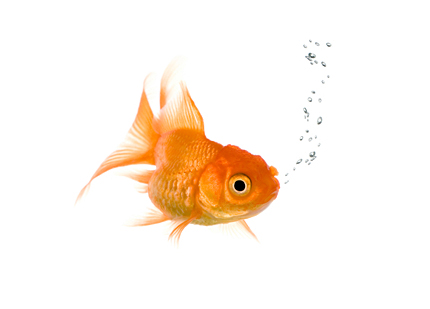 Outlet Fisk