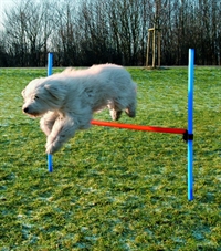 Hundetræning - Agility hop - 115 cm